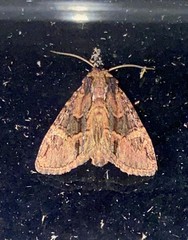 Phosphila turbulenta