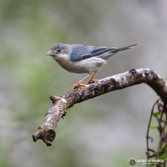 Hooded Tanager photo 2