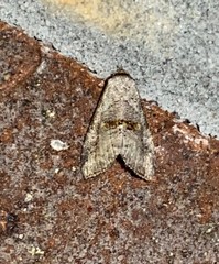 Hyperstrotia flaviguttata