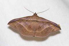 Tiruvaca subcostalis