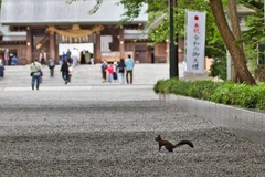 Sciurus vulgaris orientis