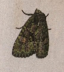 Phosphila miselioides