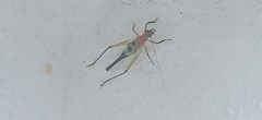 Homoeoxipha lycoides