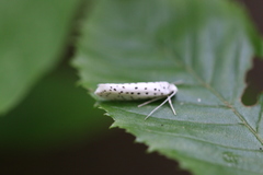 Yponomeuta multipunctella