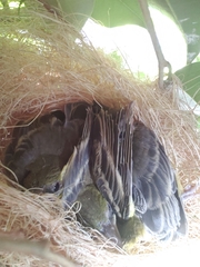 Icterus cucullatus nelsoni