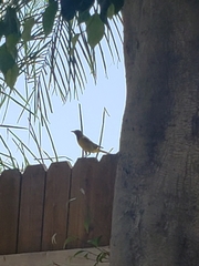 Icterus cucullatus nelsoni