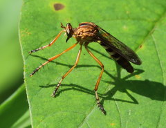 Diogmites discolor