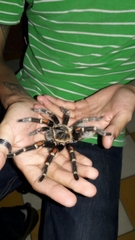 Brachypelma auratum