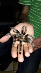 Brachypelma auratum