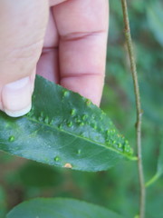 Eriophyes cerasicrumena
