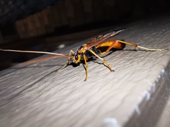 Opheltes glaucopterus barberi