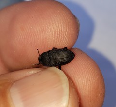 Asiopus minimus