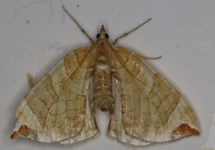 Eulithis molliculata