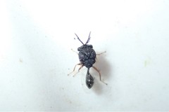 Eucharitinae