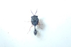 Eucharitinae