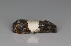 Epiblema tripartitana