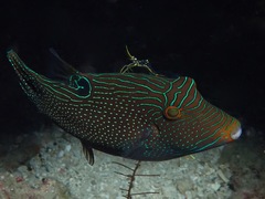 Canthigaster papua