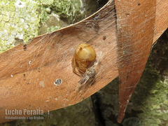 Tidarren sisyphoides