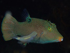 Canthigaster papua