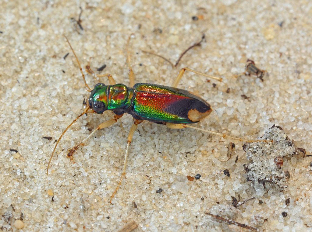 Metallic Tiger Beetles