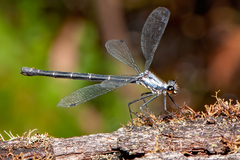 Austroargiolestes christine