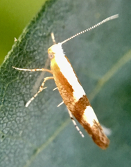 Argyresthia