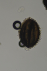 Isoetes echinospora