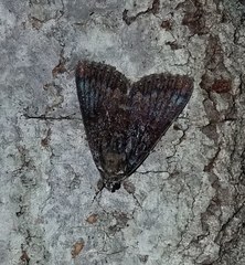 Catocala connubialis