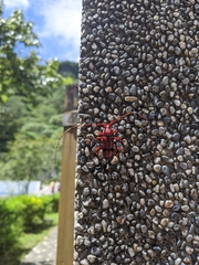 Dicelosternus corallinus