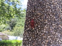 Dicelosternus corallinus