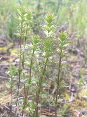 Euphrasia subarctica