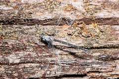 Austroargiolestes christine