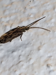 Tenomerga cinerea
