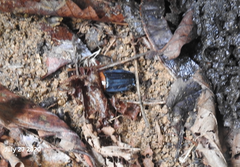 Necrophila brunnicollis
