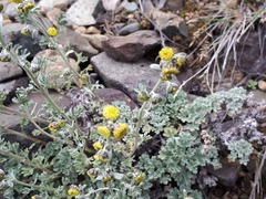 Artemisia alaskana