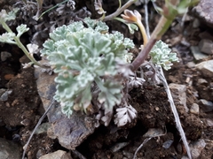 Artemisia alaskana