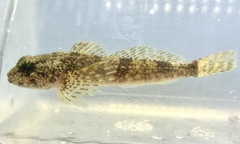 Cottus bairdii