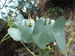 Eucalyptus perriniana