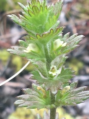 Euphrasia subarctica
