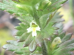 Euphrasia subarctica