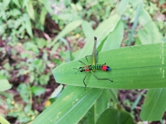 Paramastax rosenbergi