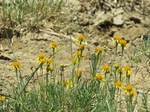 Image of Clappia suaedifolia by (c) Alexis López Hernández, some rights reserved (CC BY)