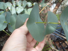 Eucalyptus perriniana