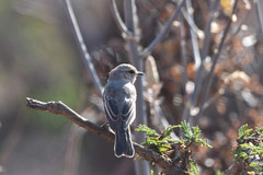 Bradornis microrhynchus