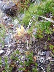 Castilleja hyperborea