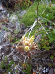 Castilleja hyperborea