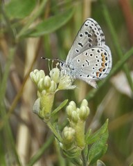 Euphilotes centralis
