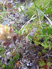 Castilleja hyperborea