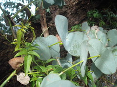 Eucalyptus perriniana