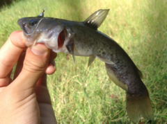 Ameiurus platycephalus